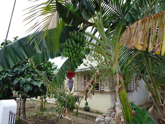 Humid-climate-conference-banana-trees.jpg