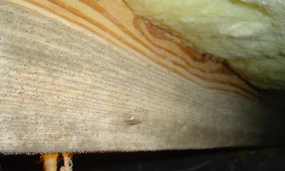 Mold On A Floor Joist In Vented Crawl Space With High Humidity