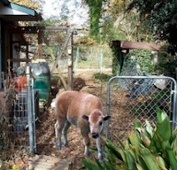 Southern Urban Homestead bison april fools nellieback40 Allison Adams